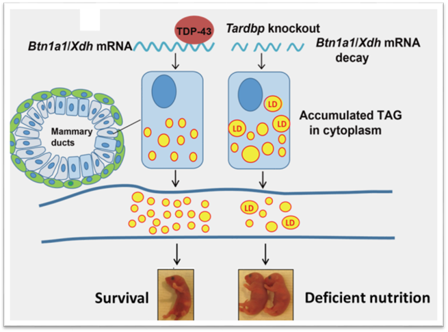 电子游戏app下载安装