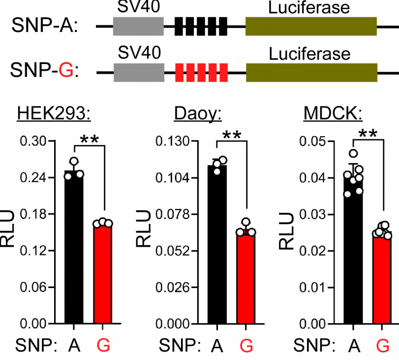 电子游戏app下载安装