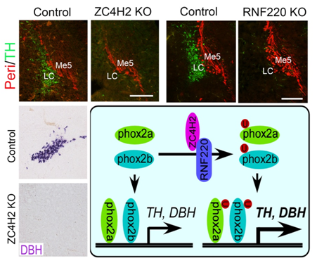 电子游戏app下载安装