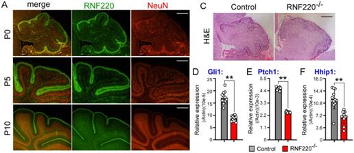 电子游戏app下载安装