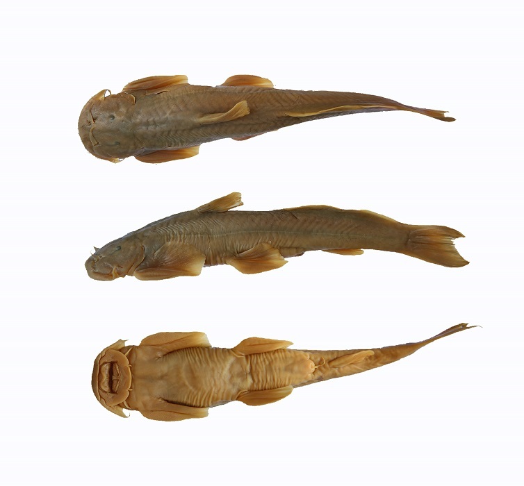 电子游戏app下载安装