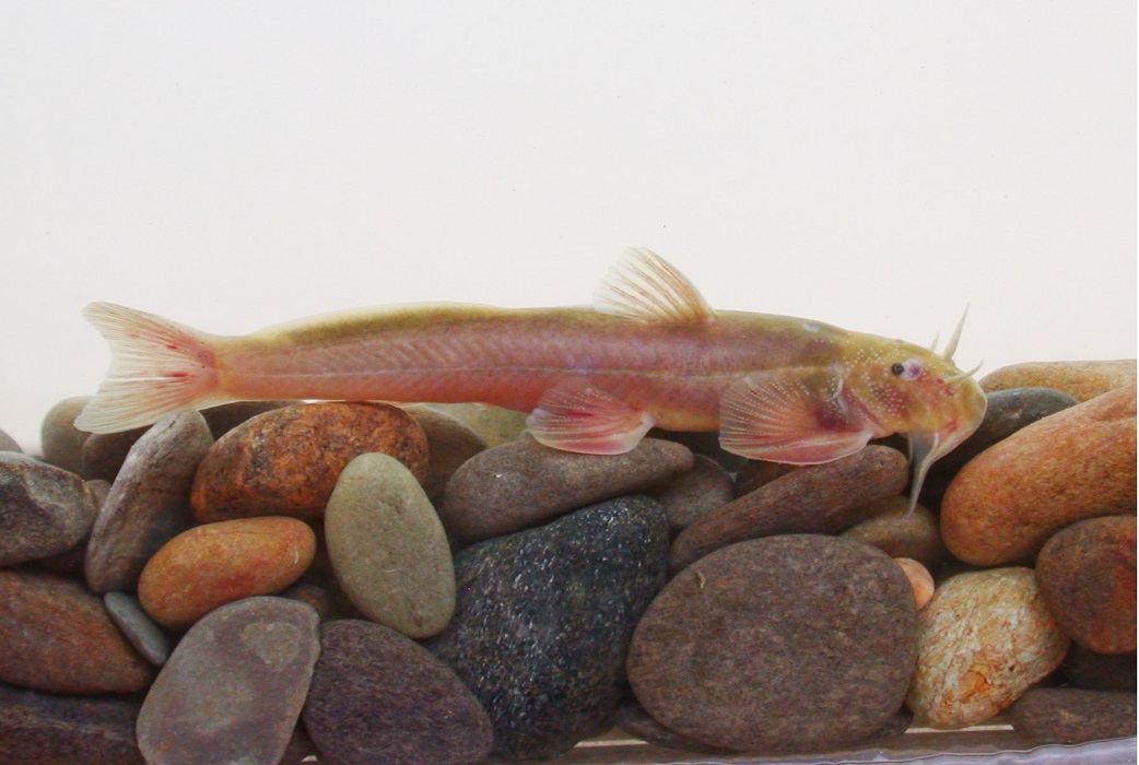 电子游戏app下载安装