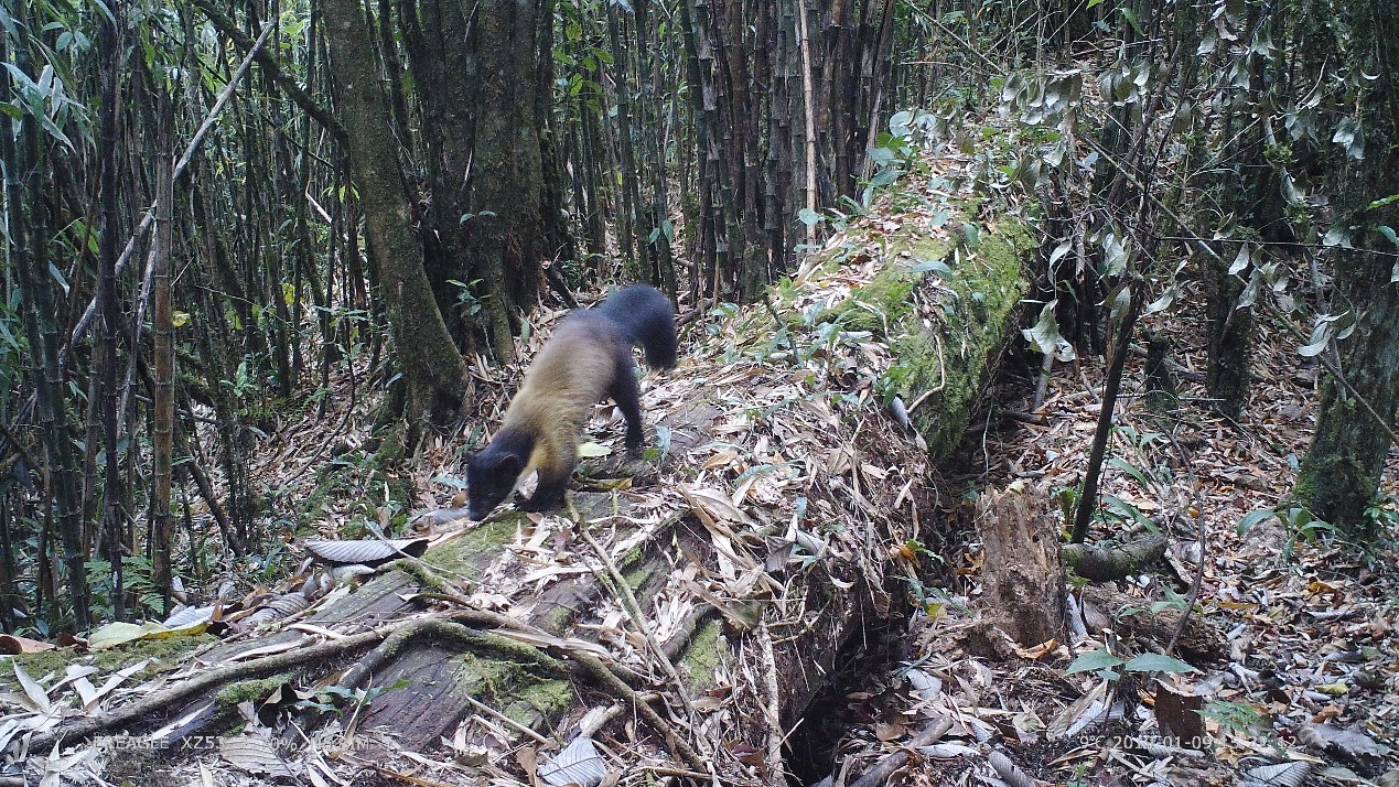 电子游戏app下载安装