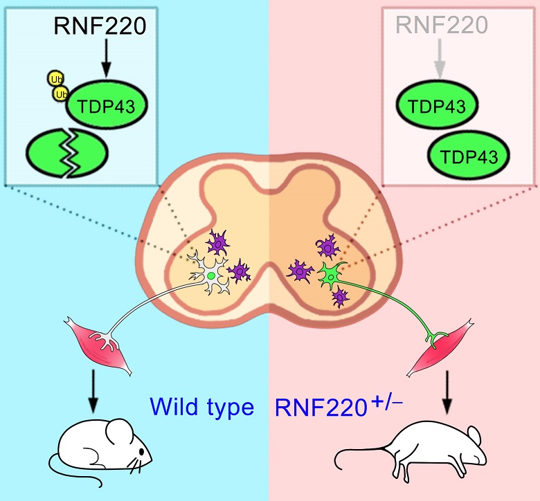 电子游戏app下载安装