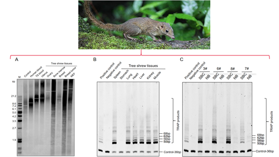 电子游戏app下载安装