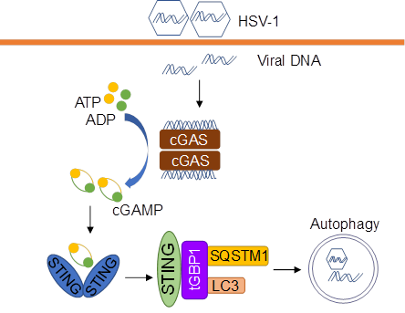 电子游戏app下载安装