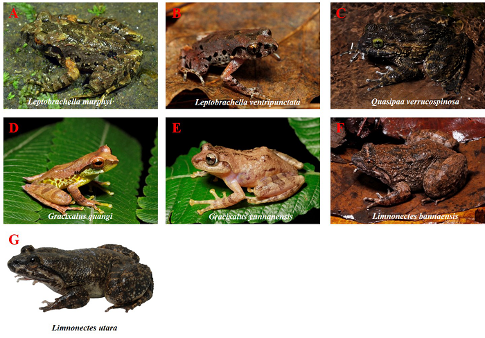 电子游戏app下载安装