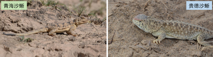 电子游戏app下载安装