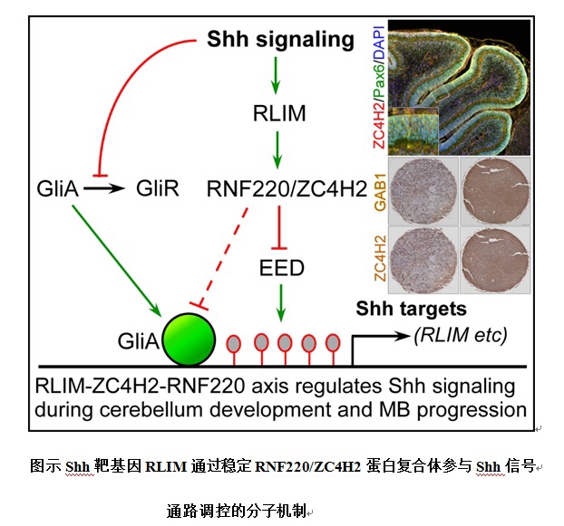 电子游戏app下载安装