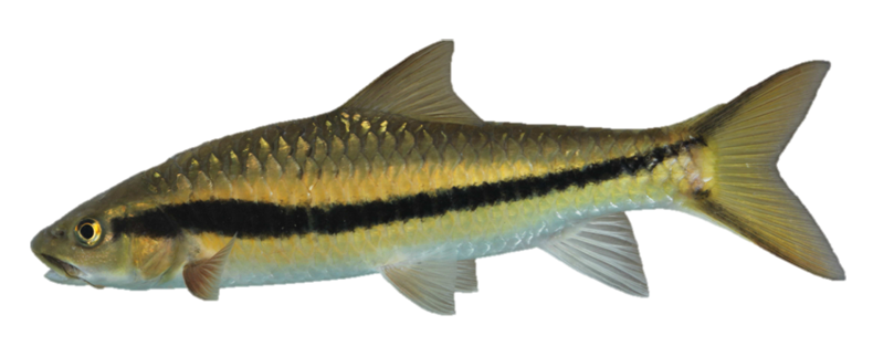 电子游戏app下载安装