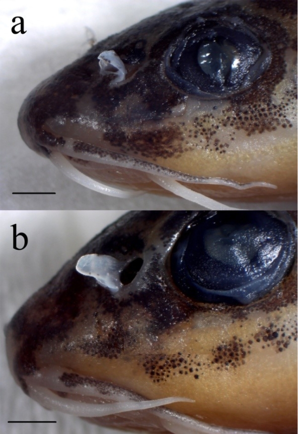 电子游戏app下载安装