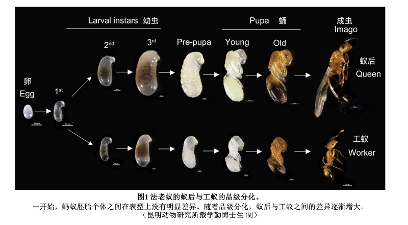 电子游戏app下载安装