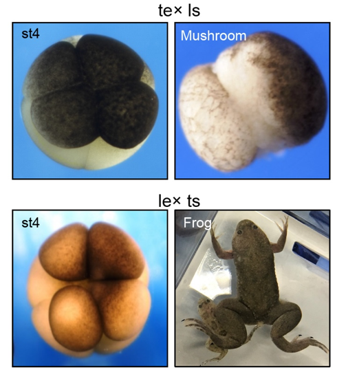 电子游戏app下载安装
