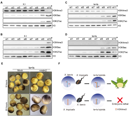电子游戏app下载安装