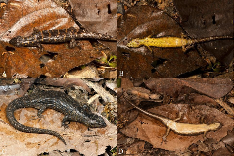 电子游戏app下载安装