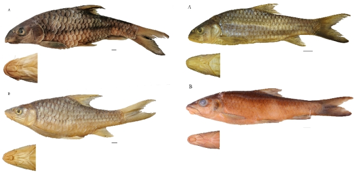 电子游戏app下载安装