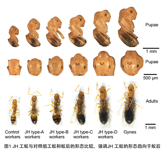 电子游戏app下载安装