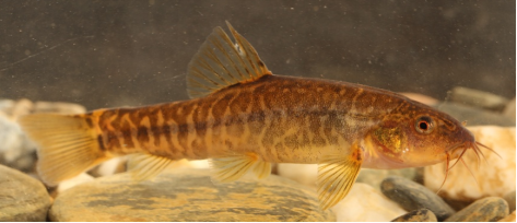 电子游戏app下载安装