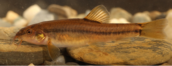 电子游戏app下载安装