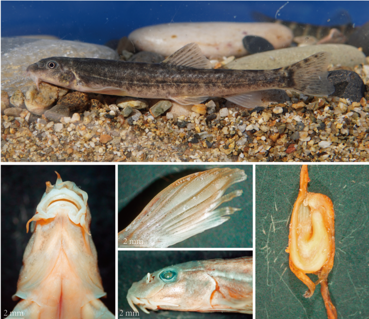 电子游戏app下载安装