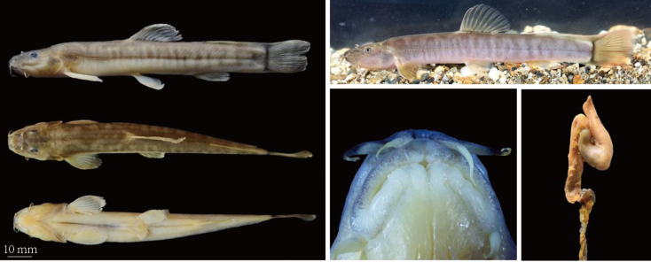 电子游戏app下载安装