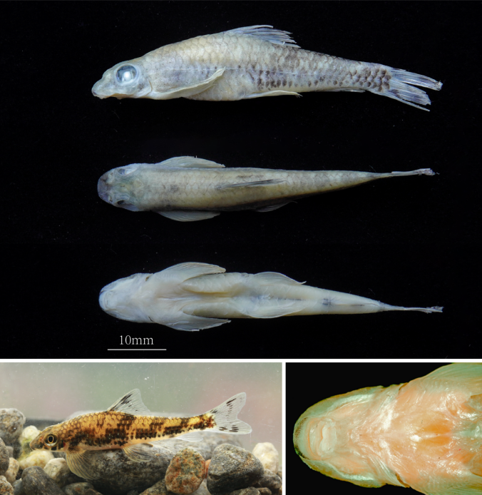 电子游戏app下载安装