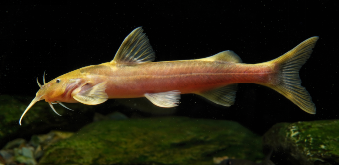 电子游戏app下载安装