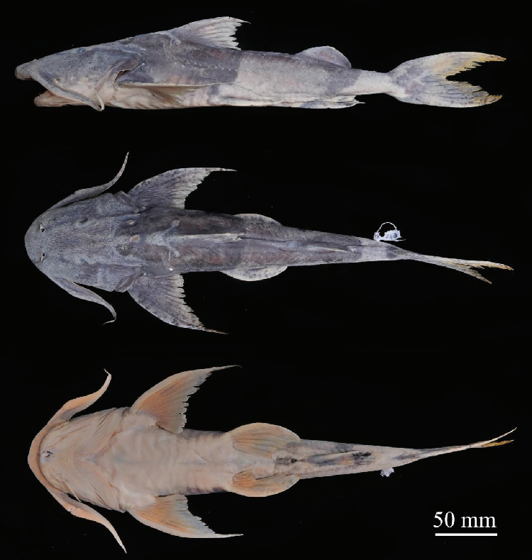 电子游戏app下载安装