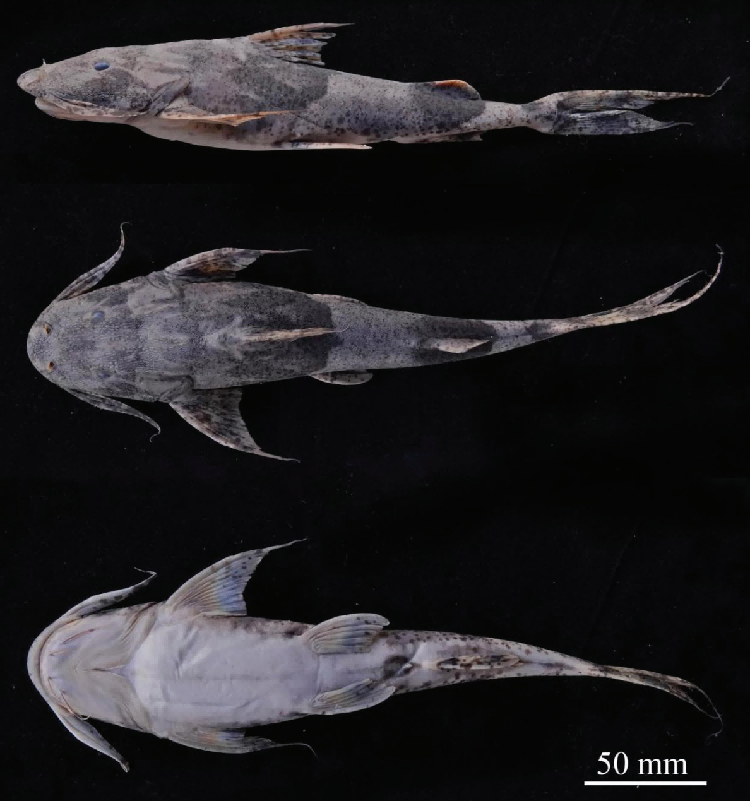 电子游戏app下载安装