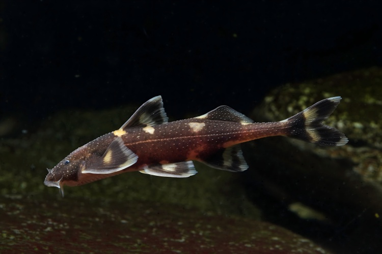 电子游戏app下载安装