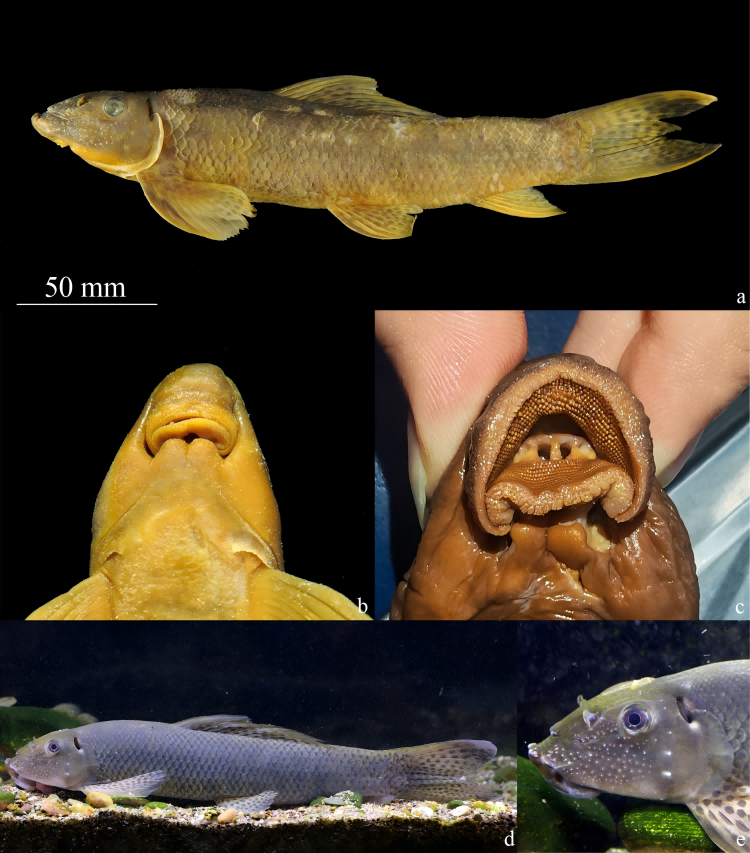 电子游戏app下载安装