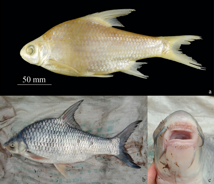 电子游戏app下载安装