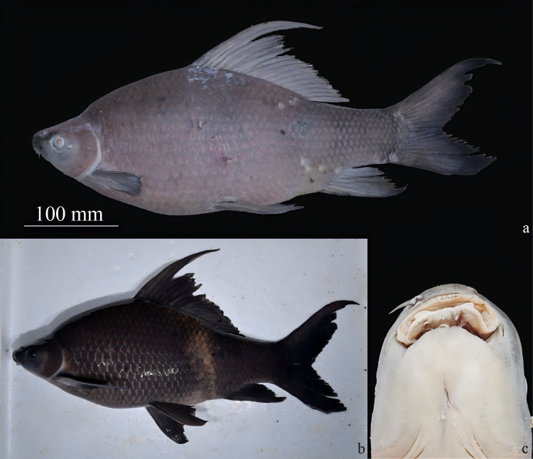 电子游戏app下载安装