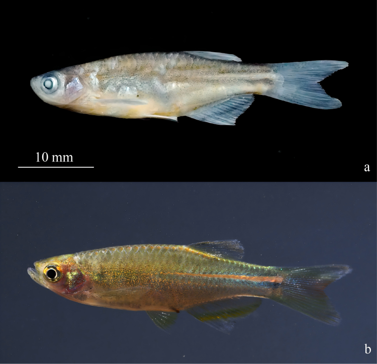 电子游戏app下载安装