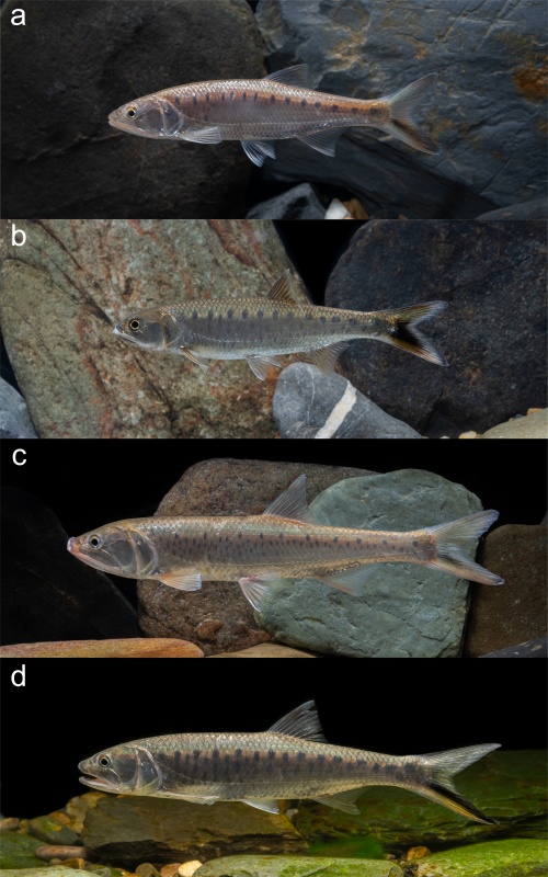 电子游戏app下载安装