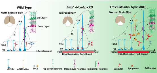 电子游戏app下载安装