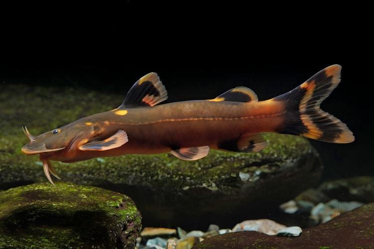 电子游戏app下载安装