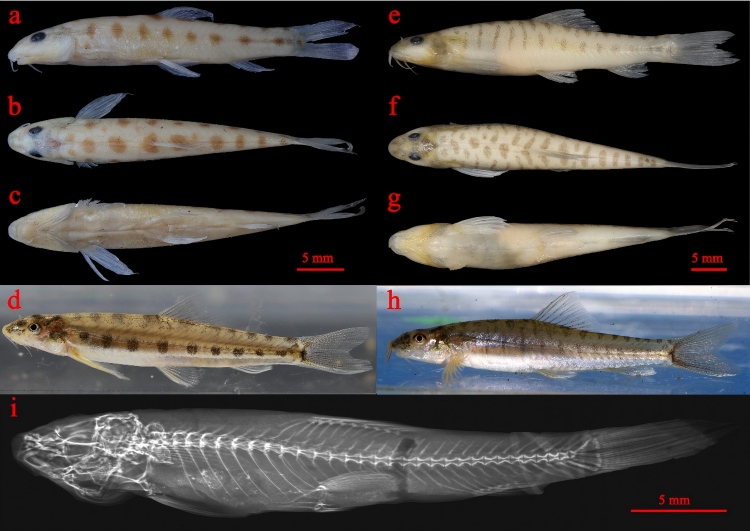 电子游戏app下载安装