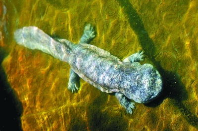 电子游戏app下载安装