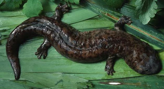 电子游戏app下载安装