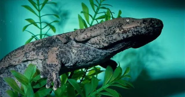 电子游戏app下载安装