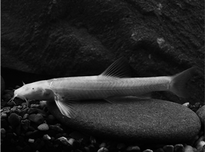 电子游戏app下载安装