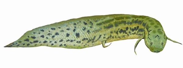 电子游戏app下载安装