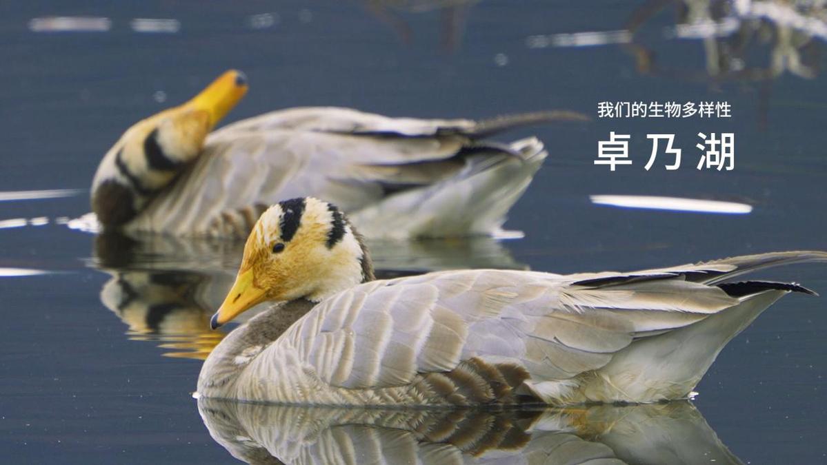 电子游戏app下载安装