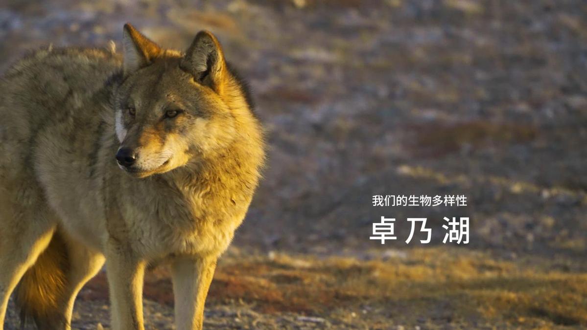 电子游戏app下载安装