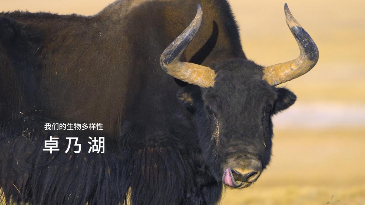 电子游戏app下载安装