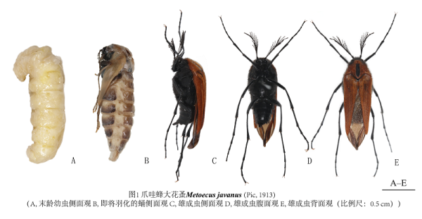 电子游戏app下载安装