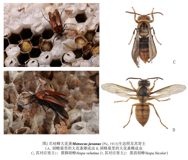 电子游戏app下载安装