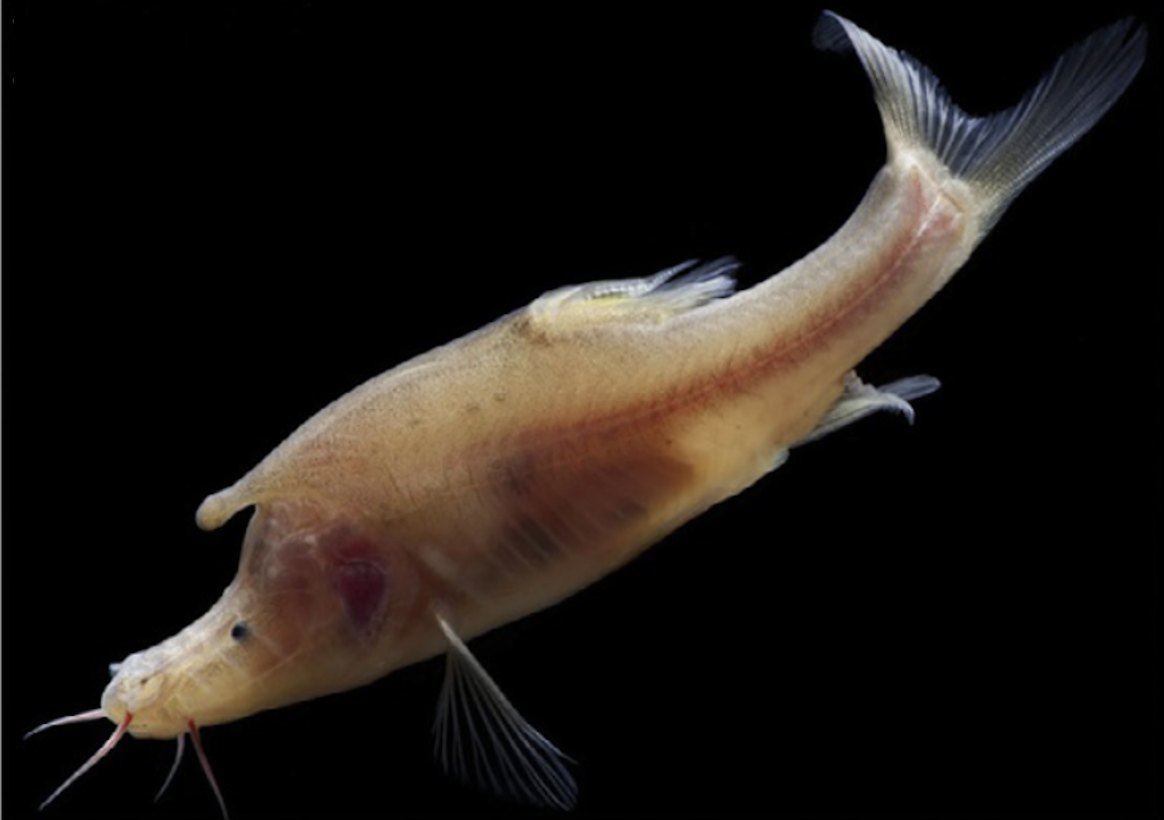 电子游戏app下载安装