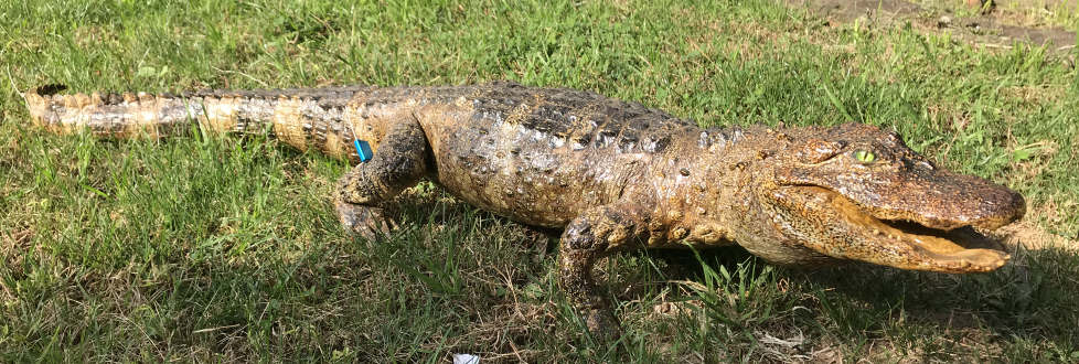 电子游戏app下载安装